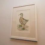 Ferienhaus Dabbling Ducks *